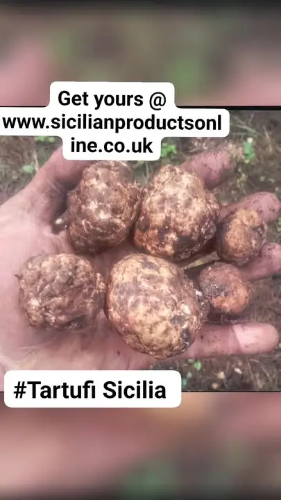 Meet one of Amazing Producers.

One of our trusted producers is Tartufi Sicilia, a family-run truffle specialist based in Castellammare del Golfo, Sicily. Since 2016 they have dedicated themselves to sourcing beautiful fresh truffles and creating authentic truffle products using traditional Sicilian passion and knowledge.

We believe in supporting real people, real families and genuine artisan producers, not mass-produced supermarket products. Every product we import has a story behind it, and every producer we work with shares the same passion for quality, tradition and authentic Sicilian food.

From the forests of Sicily straight to the UK 🍄🇮🇹

Surrey Markets Wildcroft Dairy Tartufi Sicilia South West Surrey Farmers Market 

#SicilianFood #Truffle #TartufiSicilia #SupportSmallBusiness #FamilyBusiness #AuthenticItalianFood #ImportedFromSicily #ArtisanFood #Sicily