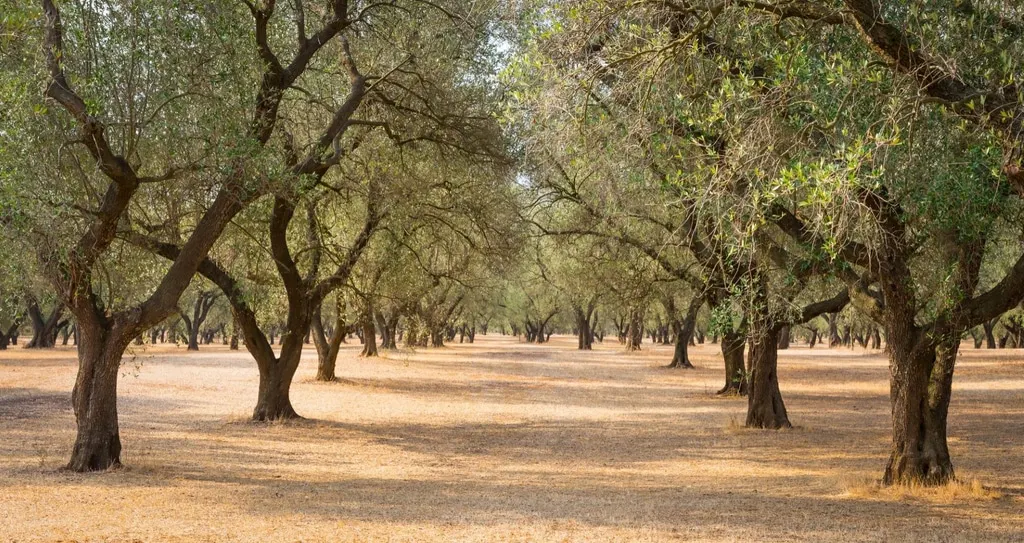 olive tree plantation (1920x1019)