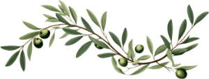 olive branch olive plant herbs